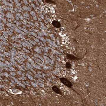 Anti-GEMIN5 antibody produced in rabbit Prestige Antibodies&#174; Powered by Atlas Antibodies, affinity isolated antibody, buffered aqueous glycerol solution