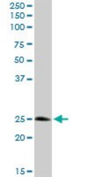 Anti-STX8 antibody produced in rabbit purified immunoglobulin, buffered aqueous solution