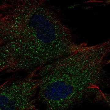 Anti-RC3H2 antibody produced in rabbit Prestige Antibodies&#174; Powered by Atlas Antibodies, affinity isolated antibody