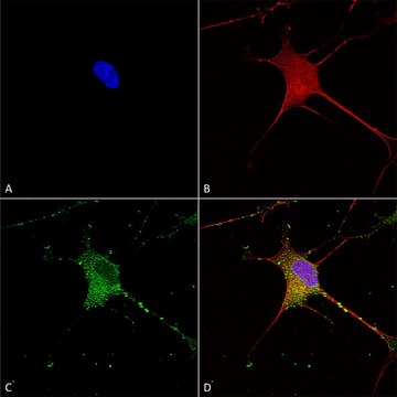 Monoclonal Anti-Git1 - Atto 390 antibody produced in mouse clone S39B-8, purified immunoglobulin