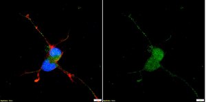 Anti-NeuN Antibody serum, from guinea pig