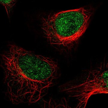 Anti-KDM1A antibody produced in rabbit Prestige Antibodies&#174; Powered by Atlas Antibodies, affinity isolated antibody