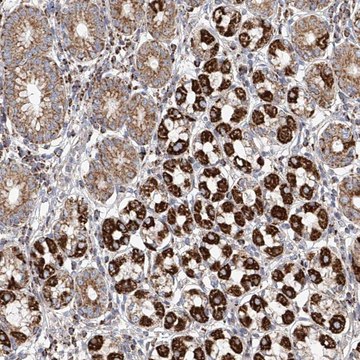 Anti-MCL1 antibody produced in rabbit Prestige Antibodies&#174; Powered by Atlas Antibodies, affinity isolated antibody, buffered aqueous glycerol solution