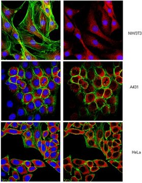 Anti-Ebp1 NT Antibody serum, from rabbit