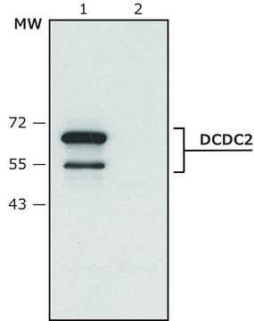 Anti-DCDC2 (C-terminal) antibody produced in rabbit ~1.5&#160;mg/mL, affinity isolated antibody, buffered aqueous solution