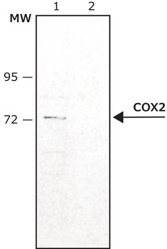 Anti-COX2 antibody produced in rabbit ~1.0&#160;mg/mL, affinity isolated antibody