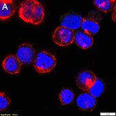 Anti-Fusion Glycoprotein F0 Antibody, clone 9-4-3 ZooMAb® Mouse Monoclonal recombinant, expressed in HEK 293 cells
