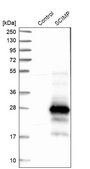 Anti-SCIMP antibody produced in rabbit Prestige Antibodies® Powered by Atlas Antibodies, affinity isolated antibody, buffered aqueous glycerol solution