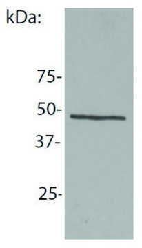 Monoclonal Anti-NCK1 antibody produced in mouse clone EM-06