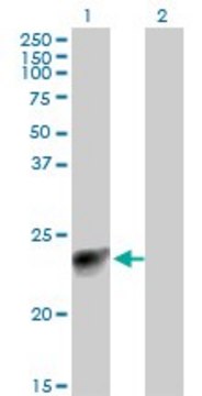 Monoclonal Anti-MYL3 antibody produced in mouse clone 4C2, purified immunoglobulin, buffered aqueous solution