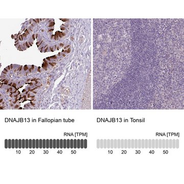 Anti-DNAJB13 antibody produced in rabbit Prestige Antibodies&#174; Powered by Atlas Antibodies, affinity isolated antibody, buffered aqueous glycerol solution