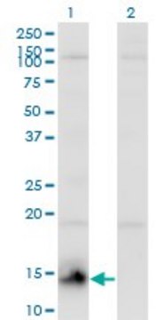 Monoclonal Anti-CHURC1 antibody produced in mouse clone 2F9, purified immunoglobulin, buffered aqueous solution