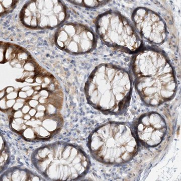 Anti-LTN1 antibody produced in rabbit Prestige Antibodies&#174; Powered by Atlas Antibodies, affinity isolated antibody, buffered aqueous glycerol solution