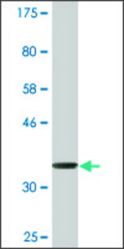 Monoclonal Anti-DMN, (C-terminal) antibody produced in mouse clone 4G5, ascites fluid