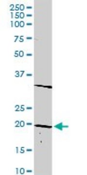 Anti-DLX6 antibody produced in rabbit purified immunoglobulin, buffered aqueous solution