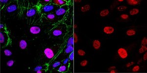 Anti-phospho CENP-T (Ser47) Antibody from rabbit, purified by affinity chromatography
