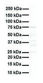 Anti-DDX41 antibody produced in rabbit affinity isolated antibody