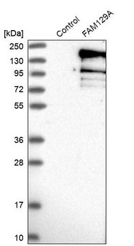 Anti-FAM129A antibody produced in rabbit Prestige Antibodies&#174; Powered by Atlas Antibodies, affinity isolated antibody, buffered aqueous glycerol solution, ab3