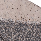 Anti-SCRT1 antibody produced in rabbit Prestige Antibodies® Powered by Atlas Antibodies, affinity isolated antibody, buffered aqueous glycerol solution