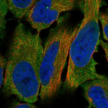 Anti-Lhcgr Antibody Produced In Rabbit Prestige Antibodies&#174; Powered by Atlas Antibodies, affinity isolated antibody, buffered aqueous glycerol solution