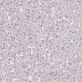 Anti-EPOP antibody produced in rabbit Prestige Antibodies® Powered by Atlas Antibodies, affinity isolated antibody, buffered aqueous glycerol solution