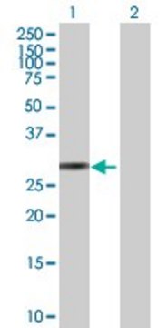 Anti-KLK10 antibody produced in mouse purified immunoglobulin, buffered aqueous solution