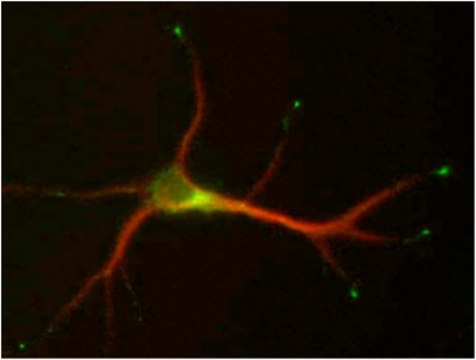 Anti-STMN2 Antibody, clone L5/1 clone L5/1, from mouse