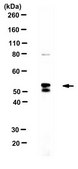 Anti-CXCR-4 from rabbit, purified by affinity chromatography