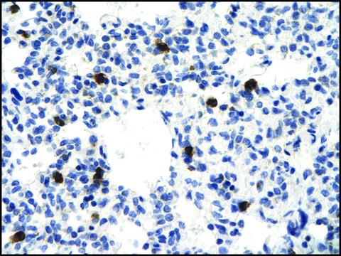 Anti-VEZF1 antibody produced in rabbit affinity isolated antibody