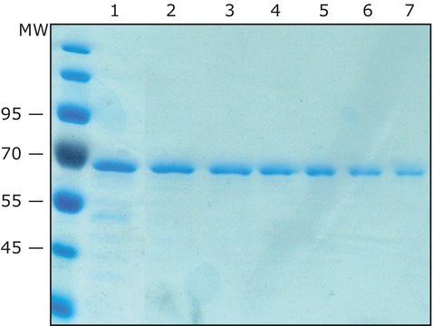 Anti-V5 Magnetic Beads Magnetic agarose, Suspension