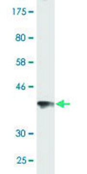 Monoclonal Anti-JMJD1C antibody produced in mouse clone 3A8, purified immunoglobulin, buffered aqueous solution