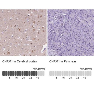 Anti-CHRM1 antibody produced in rabbit Prestige Antibodies&#174; Powered by Atlas Antibodies, affinity isolated antibody, buffered aqueous glycerol solution