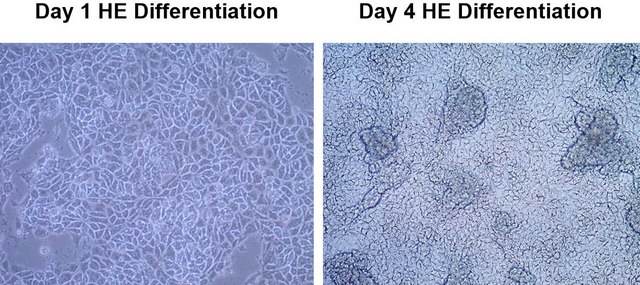 Hindgut Induction Medium Ready-to-use serum-free media used for the efficient differentiation of iPSC derived definitive endoderm (DE) cells to CDX-2+ hindgut endoderm cells.