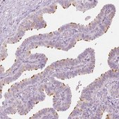 Anti-CFAP126 antibody produced in rabbit Prestige Antibodies® Powered by Atlas Antibodies, affinity isolated antibody, buffered aqueous glycerol solution