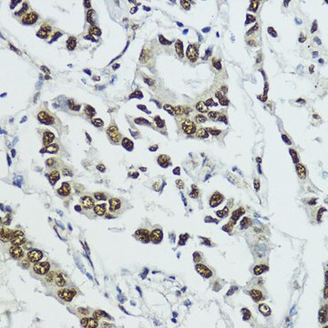 Anti-Phospho-Histone H3-T11 antibody produced in rabbit