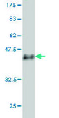 Monoclonal Anti-USP33 antibody produced in mouse clone 5B5, purified immunoglobulin, buffered aqueous solution