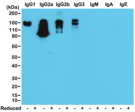 Anti-Mouse IgG antibody, Rabbit monoclonal recombinant, expressed in HEK 293 cells, clone RM104, purified immunoglobulin