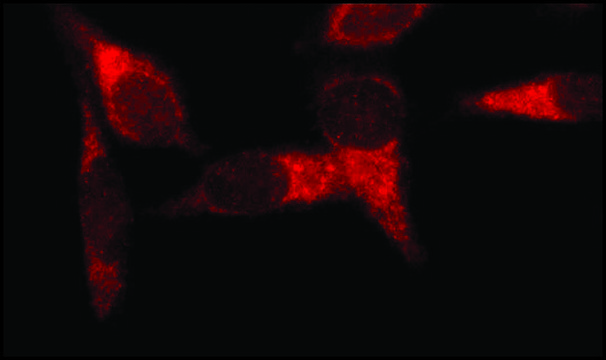 抗 早期内涵体抗原 1（N-末端） 兔抗 ~1&#160;mg/mL, affinity isolated antibody, buffered aqueous solution