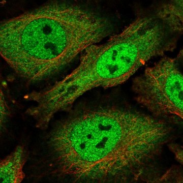 Anti-SCAF1 antibody produced in rabbit Prestige Antibodies&#174; Powered by Atlas Antibodies, affinity isolated antibody