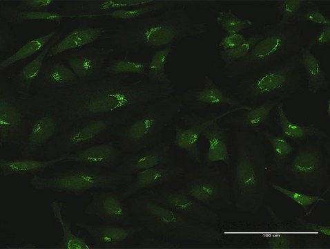 Anti-GOLGA5 antibody produced in rabbit purified immunoglobulin, buffered aqueous solution