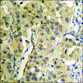 Anti-phospho-MLK1/2 (pThr312/266) antibody produced in rabbit affinity isolated antibody