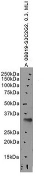 Anti-SLC10A2 antibody produced in goat affinity isolated antibody, buffered aqueous solution