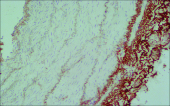 Anti-Elastin antibody, Mouse monoclonal clone BA-4, purified from hybridoma cell culture