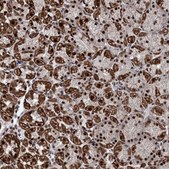 Anti-MORN3 antibody produced in rabbit Prestige Antibodies® Powered by Atlas Antibodies, affinity isolated antibody, buffered aqueous glycerol solution