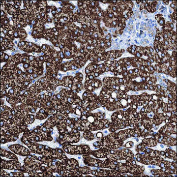 Anti-NOX1 antibody produced in rabbit Prestige Antibodies&#174; Powered by Atlas Antibodies, affinity isolated antibody, buffered aqueous glycerol solution