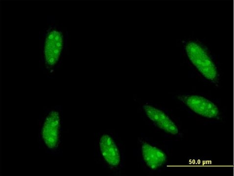 Monoclonal Anti-TAF6L antibody produced in mouse clone 1C5, purified immunoglobulin, buffered aqueous solution