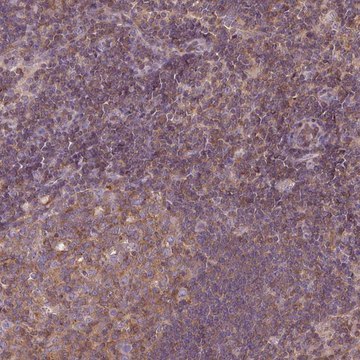 Anti-STAT5A antibody produced in rabbit Prestige Antibodies&#174; Powered by Atlas Antibodies, affinity isolated antibody, buffered aqueous glycerol solution