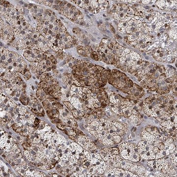 Anti-FNDC4 antibody produced in rabbit Prestige Antibodies&#174; Powered by Atlas Antibodies, affinity isolated antibody, buffered aqueous glycerol solution