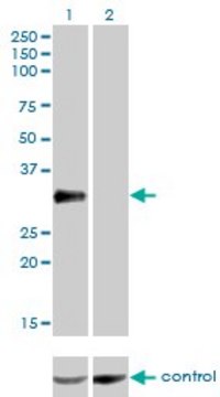 Monoclonal Anti-CRX antibody produced in mouse clone F6-C2, purified immunoglobulin, buffered aqueous solution