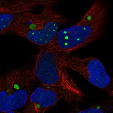 Anti-HEY2 antibody produced in rabbit Prestige Antibodies&#174; Powered by Atlas Antibodies, affinity isolated antibody